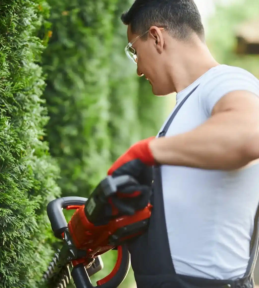 trimming hedge